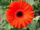 ژربرا جامزونی